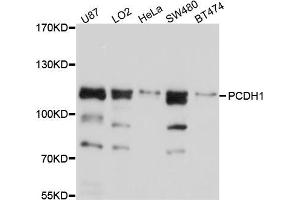 Western blot analysis of extracts of various cell lines, using PCDH1 antibody (ABIN5998464) at 1/1000 dilution.
