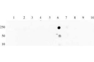 Histone H3 acetyl Lys27 mAb tested by dot blot analysis. (Histone 3 antibody  (H3K27ac))