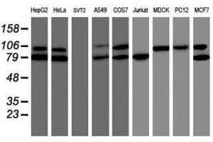 Image no. 1 for anti-TNF Receptor-Associated Protein 1 (TRAP1) antibody (ABIN1501499) (TRAP1 antibody)