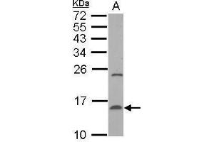 WB Image Sample (50 ug of whole cell lysate) A: mouse liver 15% SDS PAGE antibody diluted at 1:500 (TTR antibody)