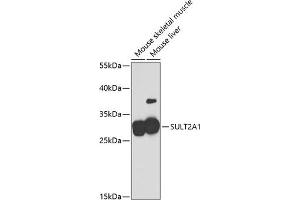 Western blot analysis of extracts of various cell lines, using SULT2 antibody (ABIN6132973, ABIN6148717, ABIN6148719 and ABIN6221156) at 1:2000 dilution. (SULT2A1 antibody  (AA 1-145))