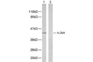 Western blot analysis of extracts from HeLa cells using c-Jun (Ab-243) antibody (E021025). (C-JUN antibody)