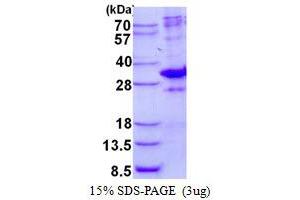 Mediator Complex Subunit 7 (MED7) (AA 1-233) protein (His tag)