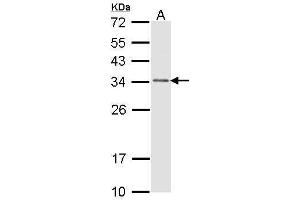 WB Image Sample (30 ug of whole cell lysate) A: H1299 12% SDS PAGE antibody diluted at 1:1000 (CAPZB antibody  (Center))