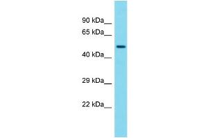 Western Blotting (WB) image for anti-G Protein-Coupled Receptor 89A (GPR89A) (C-Term) antibody (ABIN2791563) (GPR89A antibody  (C-Term))
