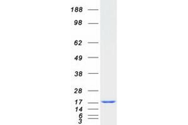 RBP1 Protein (Transcript Variant 1) (Myc-DYKDDDDK Tag)