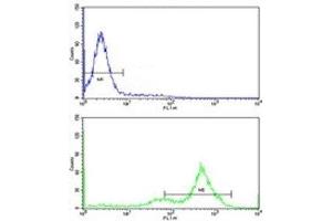 Flow cytometric analysis of K562 cells using GATA2 antibody (green) compared to a negative control (blue). (GATA2 antibody  (AA 380-407))