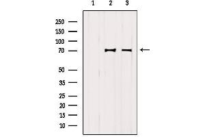 Western blot analysis of extracts from various samples, using VISA Antibody. (MAVS antibody  (C-Term))