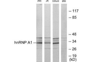 Western Blotting (WB) image for anti-Heterogeneous Nuclear Ribonucleoprotein A1 (HNRNPA1) (Internal Region) antibody (ABIN1849131) (HNRNPA1 antibody  (Internal Region))