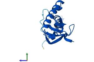 Protein Structure (PS) image for Ribosomal Protein L27 (RPL27) (AA 1-136) protein (His tag) (ABIN7551427)