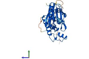 AlphaFold protein structure predicition of Human Recombinant PPTC7 Protein, UniprotID Q8NI37 (PPTC7 Protein (AA 1-304) (His tag))