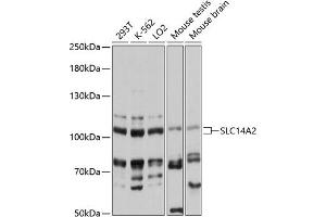 Western blot analysis of extracts of various cell lines, using SLC14 antibody (ABIN6130772, ABIN6147851, ABIN6147852 and ABIN6217121) at 1:3000 dilution. (Solute Carrier Family 14 (Urea Transporter, Kidney) Member 2 (SLC14A2) (AA 420-580) antibody)