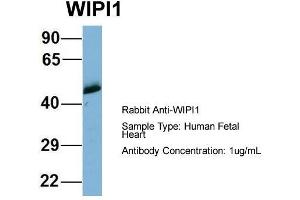 Host: Rabbit  Target Name: WIPI1  Sample Tissue: Human Fetal Heart  Antibody Dilution: 1. (WIPI1 antibody  (Middle Region))
