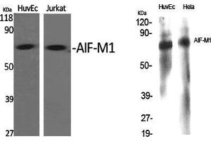 Western Blot (WB) analysis of specific cells using AIF-M1 Polyclonal Antibody. (AIF antibody  (N-Term))