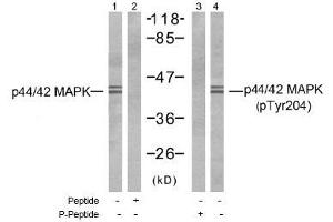 Image no. 1 for anti-Mitogen-Activated Protein Kinase 1/3 (MAPK1/3) (Tyr204) antibody (ABIN197486) (ERK1/2 antibody  (Tyr204))