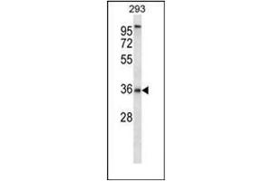 Western blot analysis of P2RY6 / P2Y2 Antibody (C-term) in 293 cell line lysates (35ug/lane). (P2RY6 antibody  (C-Term))