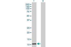 Western Blot analysis of PF4 expression in transfected 293T cell line by PF4 MaxPab polyclonal antibody. (PF4 antibody  (AA 1-101))