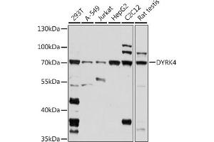 Western blot analysis of extracts of various cell lines, using DYRK4 antibody (ABIN7266850) at 1:1000 dilution. (DYRK4 antibody  (AA 330-480))