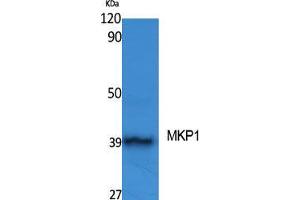 Western Blot (WB) analysis of specific cells using MKP-1 Polyclonal Antibody. (DUSP1 antibody  (Ser31))