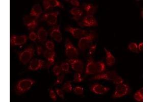 ABIN6276384 staining HepG2 by IF/ICC. (TNFRSF6B antibody)