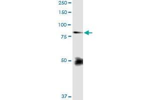 Immunoprecipitation of FBLN1 transfected lysate using anti-FBLN1 MaxPab rabbit polyclonal antibody and Protein A Magnetic Bead , and immunoblotted with FBLN1 purified MaxPab mouse polyclonal antibody (B01P) . (Fibulin 1 antibody  (AA 1-683))