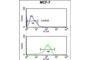 LSP1 Antibody (Center) (ABIN651634 and ABIN2840339) flow cytometric analysis of MCF-7 cells (bottom histogram) compared to a negative control cell (top histogram). (LSP1 antibody  (AA 108-134))