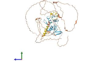 AlphaFold protein structure predicition of Human Recombinant ZNF683 Protein, UniprotID Q8IZ20