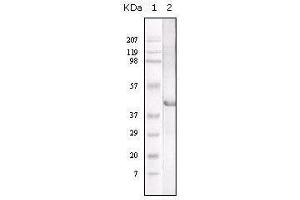 Western blot analysis using LAL mouse mAb against LAL recombinant protein. (Lipase A antibody)