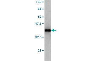 Western Blot detection against Immunogen (37. (CLP1 antibody  (AA 316-425))