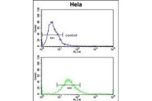 CLASP2 Antibody  (ABIN652978 and ABIN2842620) flow cytometric analysis of Hela cells (bottom histogram) compared to a negative control cell (top histogram). (CLASP2 antibody  (AA 998-1026))