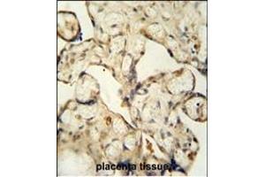 LCA5L antibody (C-term) (ABIN653975 and ABIN2843921) immunohistochemistry analysis in formalin fixed and paraffin embedded human placenta tissue followed by peroxidase conjugation of the secondary antibody and DAB staining. (LCA5L antibody  (C-Term))