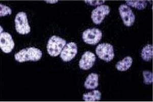 Immunofluorescent staining of HeLa cells. (TAF4 antibody  (AA 454-565))