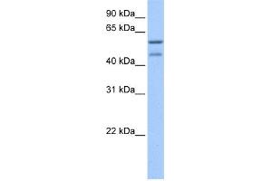WB Suggested Anti-ZSCAN5C Antibody Titration:  0. (ZSCAN5C antibody  (C-Term))