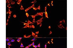 Immunofluorescence analysis of NIH/3T3 cells using Heparanase 1 Polyclonal Antibody at dilution of 1:100. (HPSE antibody)