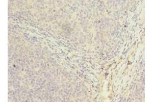 Immunohistochemistry of paraffin-embedded human tonsil tissue using ABIN7162847 at dilution of 1:100