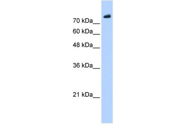 PHF20 antibody  (C-Term)