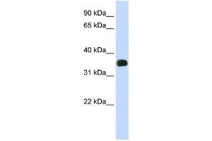 Western Blotting (WB) image for anti-Chromosome 2 Open Reading Frame 47 (C2orf47) antibody (ABIN2459010) (C2orf47 antibody)