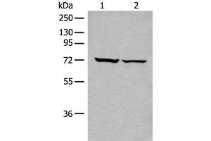 Western blot analysis of 293T cell lysates using DDX59 Polyclonal Antibody at dilution of 1:500