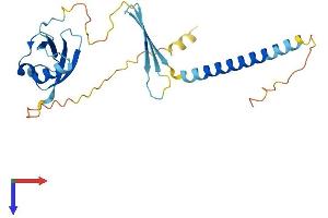 CIDEC Protein (AA 1-238) (His tag)