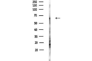 anti-Synaptotagmin (SYT) (pThr202) antibody