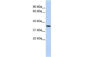 WB Suggested Anti-PAQR6 Antibody Titration:  0. (PAQR6 antibody  (N-Term))