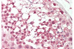 Rabbit Anti-Pou3f1 antibody Catalog Number: ARP33060 Formalin Fixed Paraffin Embedded Tissue: Human Testis Primary antibody Concentration: 1:100 Secondary Antibody: Donkey anti-Rabbit-Cy3 Secondary Antibody Concentration: 1:200 Magnification: 20x Exposure Time: 0. (POU3F1 antibody  (C-Term))