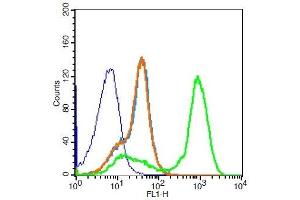 P2RY10 antibody  (AA 151-250) (PE)