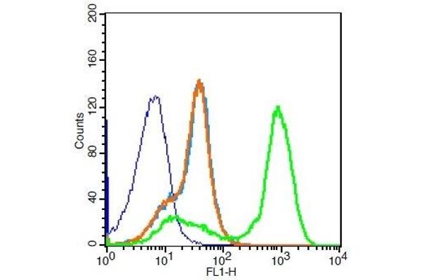 P2RY10 antibody  (AA 151-250) (PE)