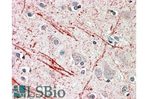 ABIN768642 (5µg/ml) staining of paraffin embedded Human Cortex. (IGF2 antibody  (AA 81-93))
