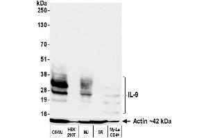 Western Blotting (WB) image for anti-Interleukin 9 (IL9) (AA 19-144) antibody (ABIN7795752)