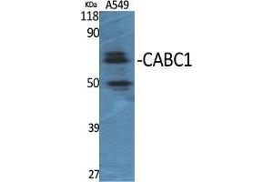 Western Blot (WB) analysis of specific cells using CABC1 Polyclonal Antibody. (COQ8A antibody  (Internal Region))