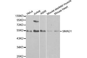 Western blot analysis of extracts of various cell lines, using SMAD1 antibody (ABIN5970455) at 1/1000 dilution. (SMAD1 antibody)