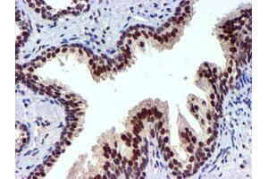 Image no. 9 for anti-Ubiquitin Specific Peptidase 7 (Herpes Virus-Associated) (USP7) antibody (ABIN1498592) (USP7 antibody)