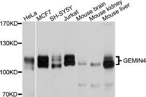 Western blot analysis of extracts of various cell lines, using GEMIN4 antibody (ABIN4903752) at 1:1000 dilution. (GEMIN4 antibody)